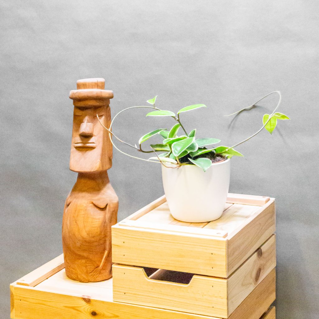 Hoya Krimson Queen 12cm