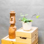 Hoya Krimson Queen 12cm