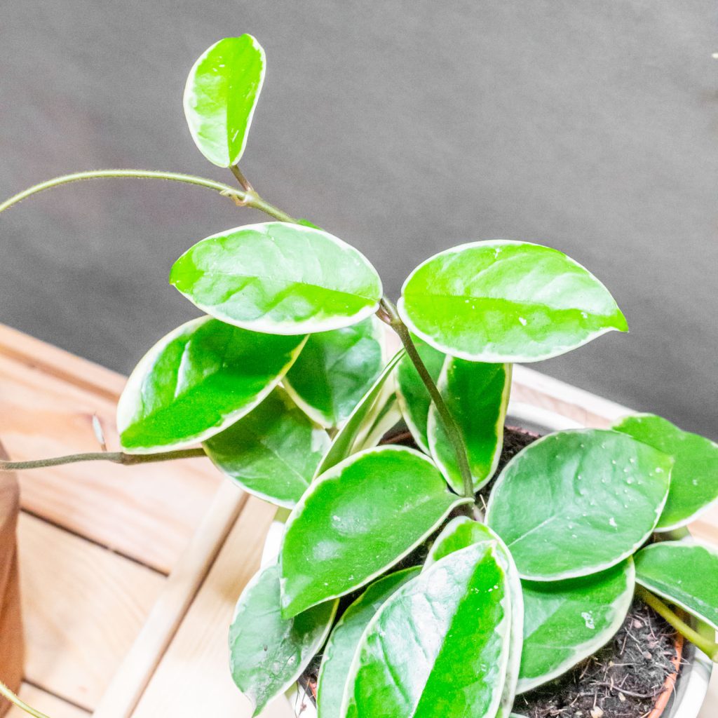 Hoya Krimson Queen 12cm