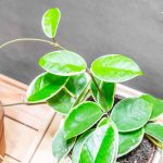 Hoya Krimson Queen 12cm