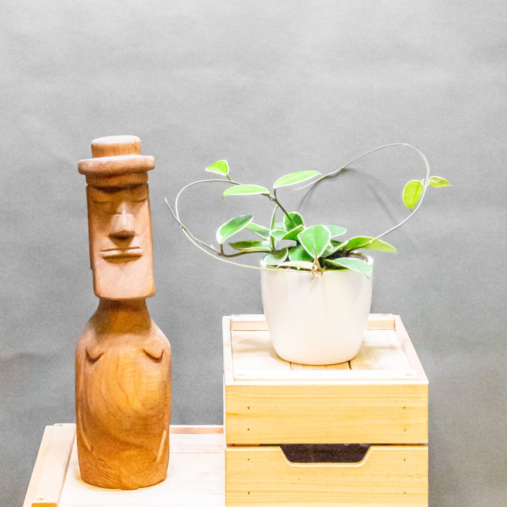 Hoya Krimson Queen 12cm