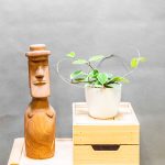 Hoya Krimson Queen 12cm