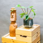 Philodendron Florida 12cm