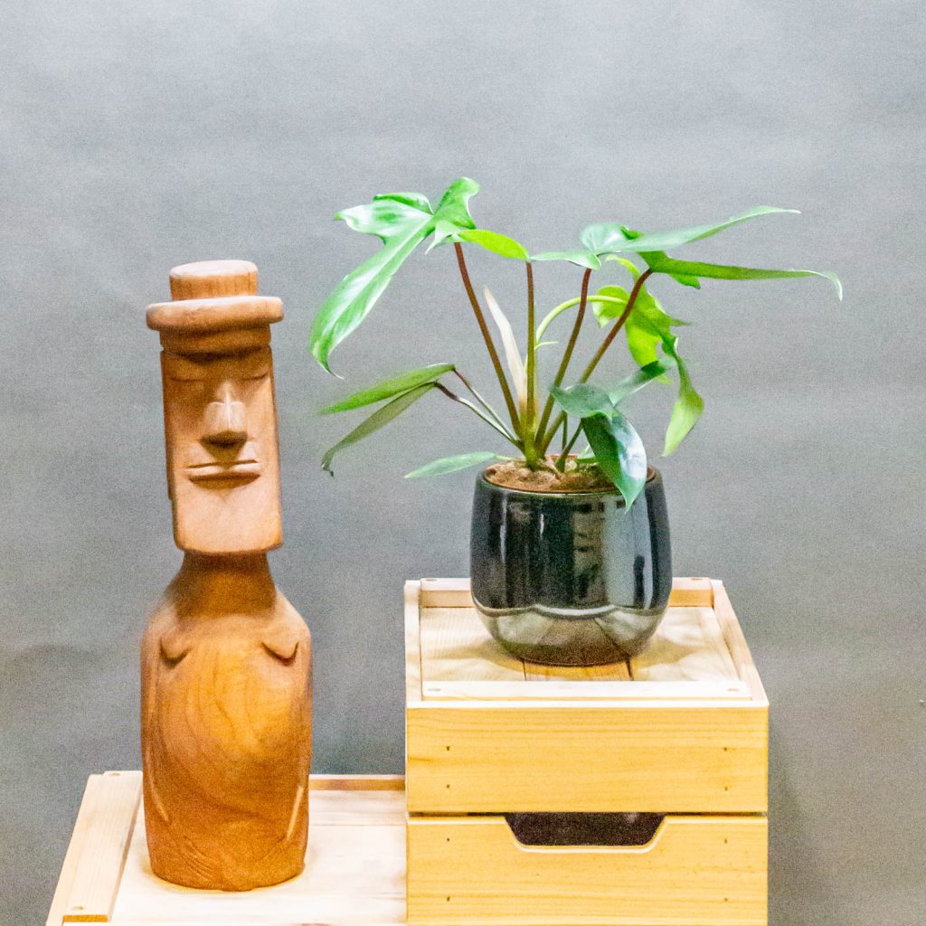 Philodendron Florida 12cm