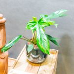 Philodendron Florida 12cm