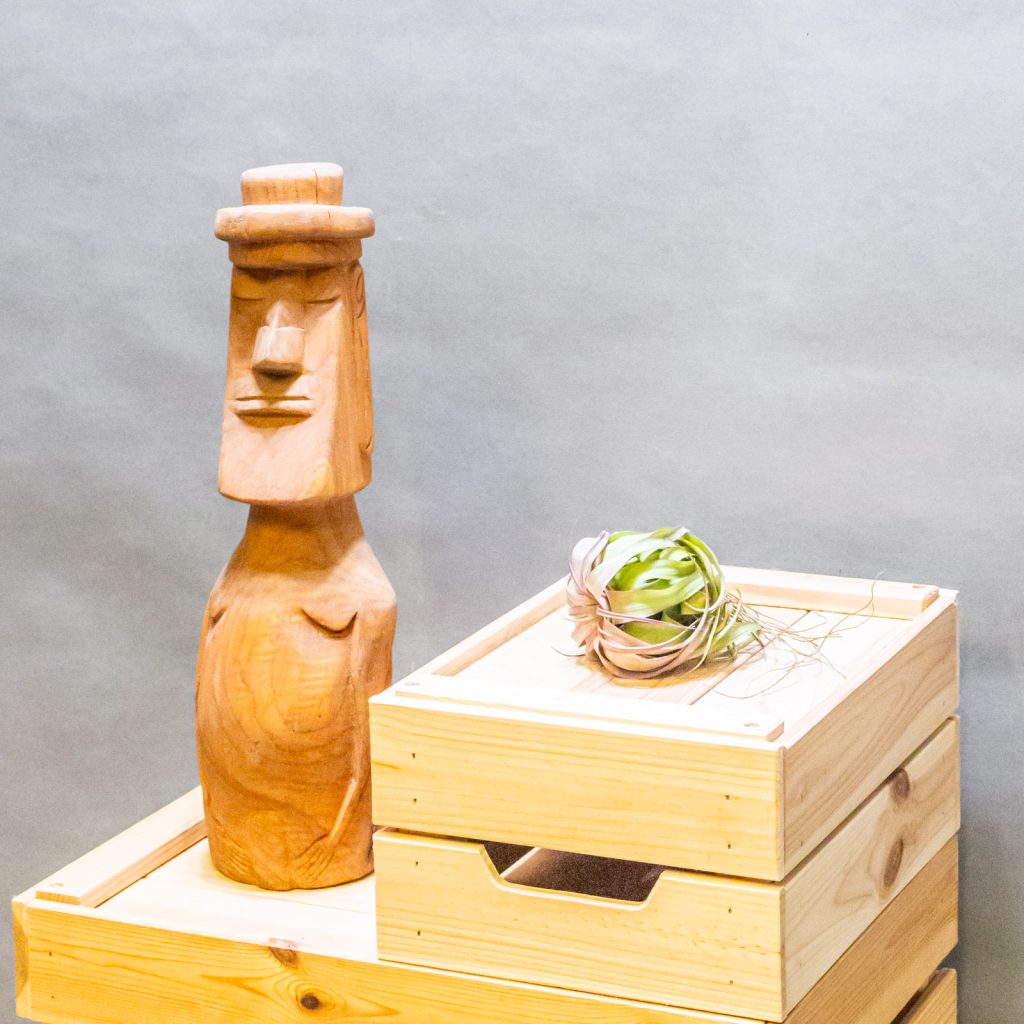 Tillandsia Eric Knobloch