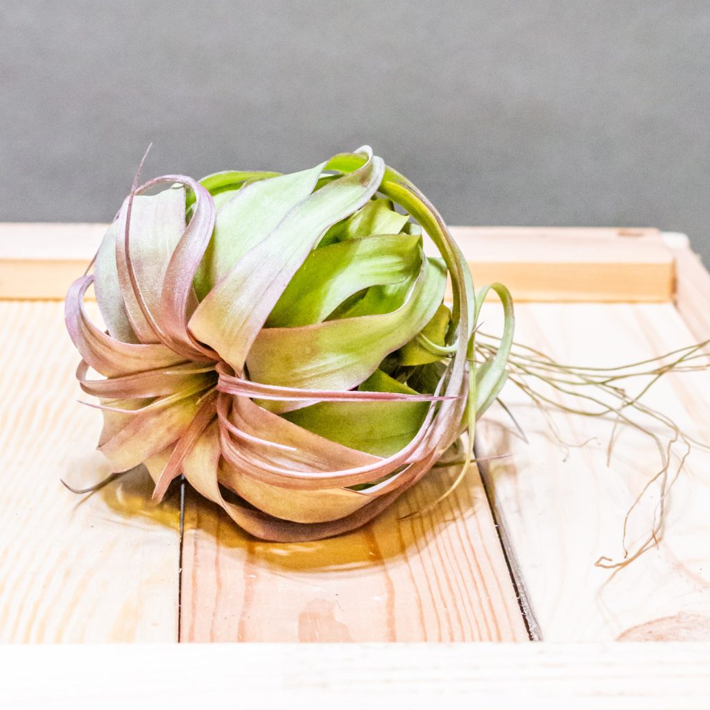 Tillandsia Eric Knobloch