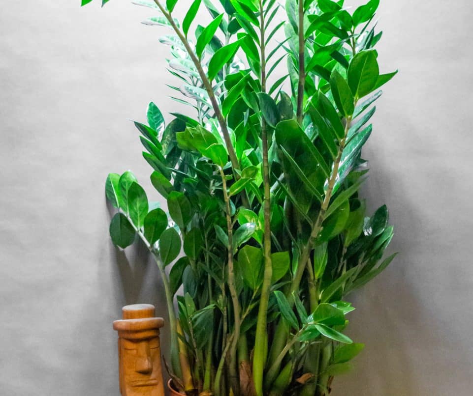 Agglegénypálma – Zamioculcas 30cm