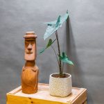 Alocasia Zebrina 12cm