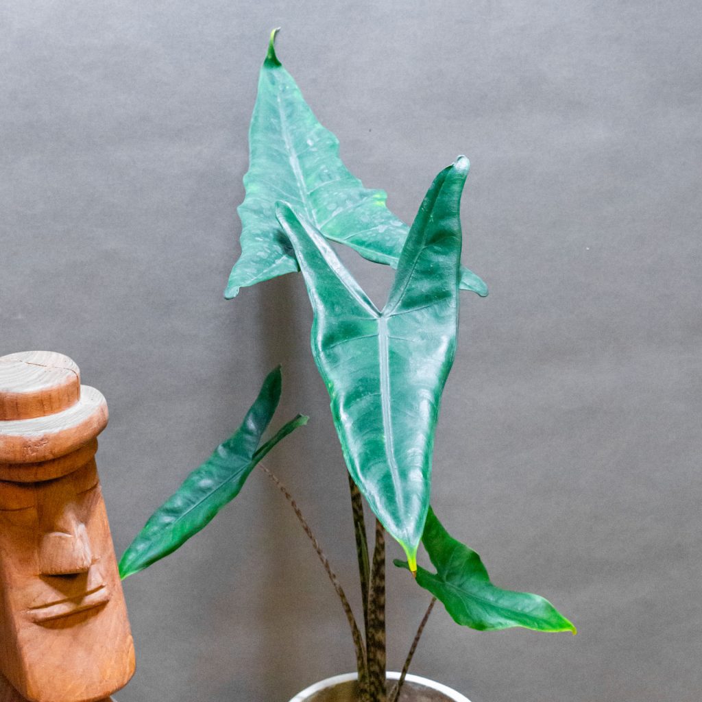 Alocasia Zebrina 12cm