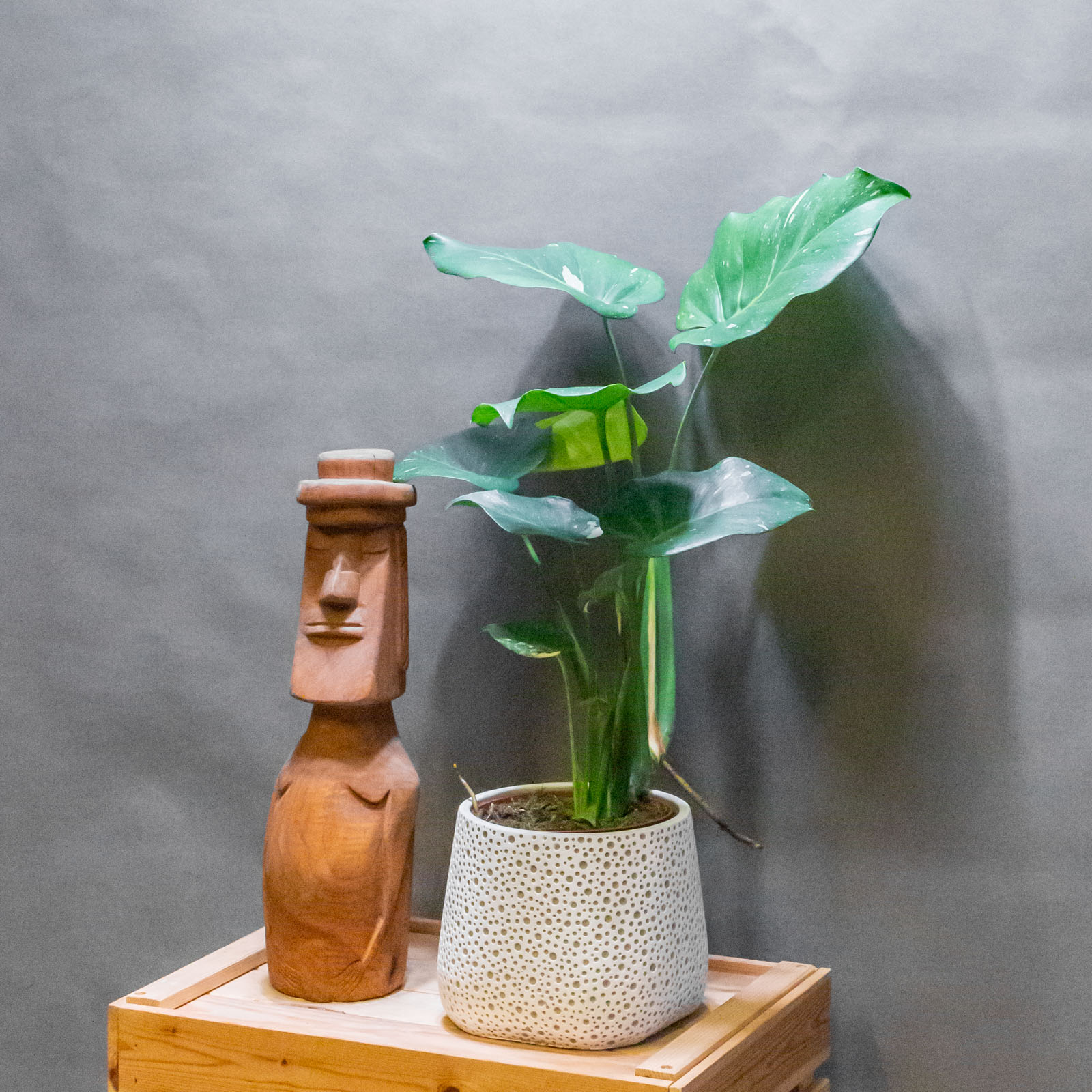 Monstera Thai Constellation 12cm