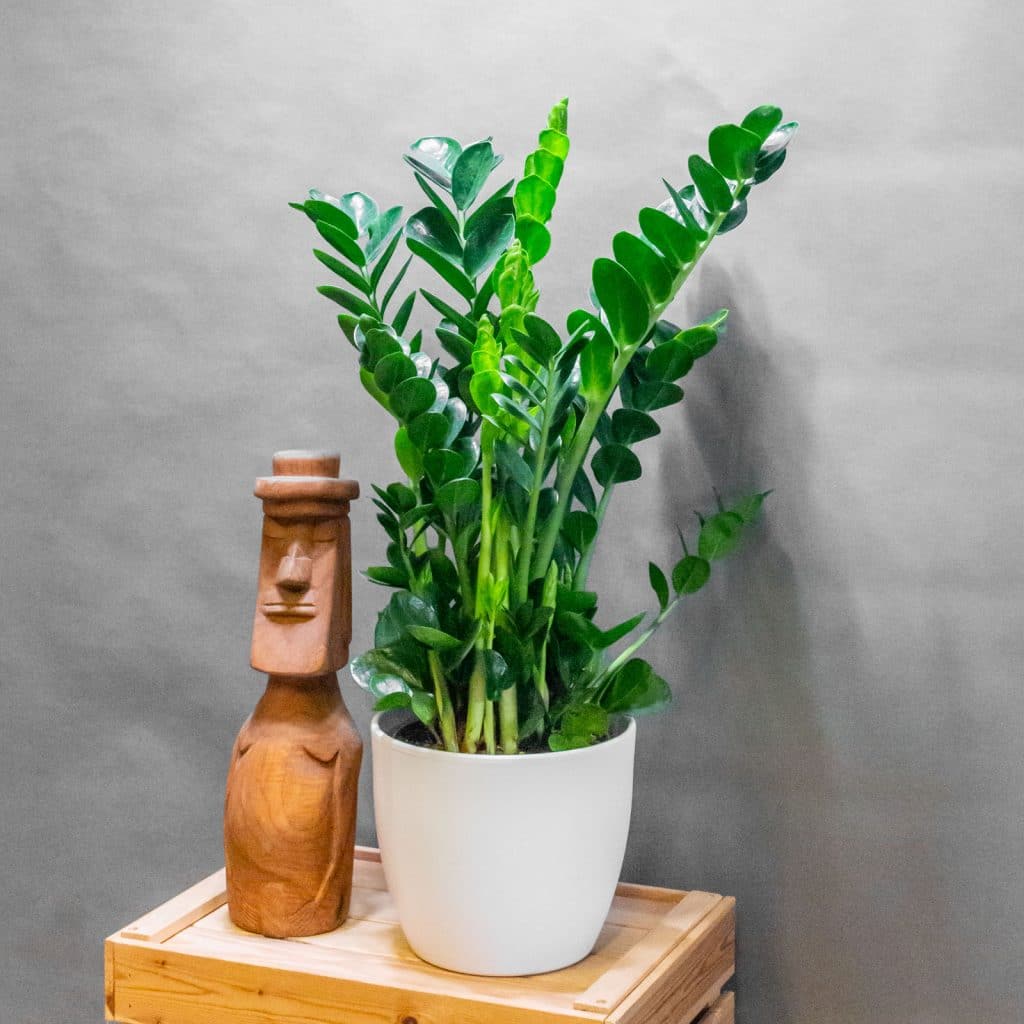 Zamioculcas Zamiifolia Midori 19cm
