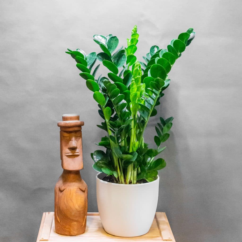 Zamioculcas Zamiifolia Midori 19cm