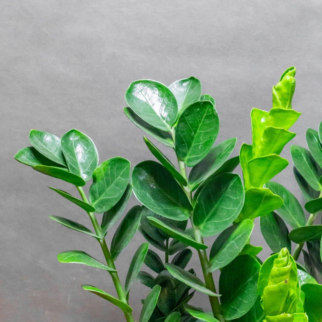 Zamioculcas Zamiifolia Midori 19cm