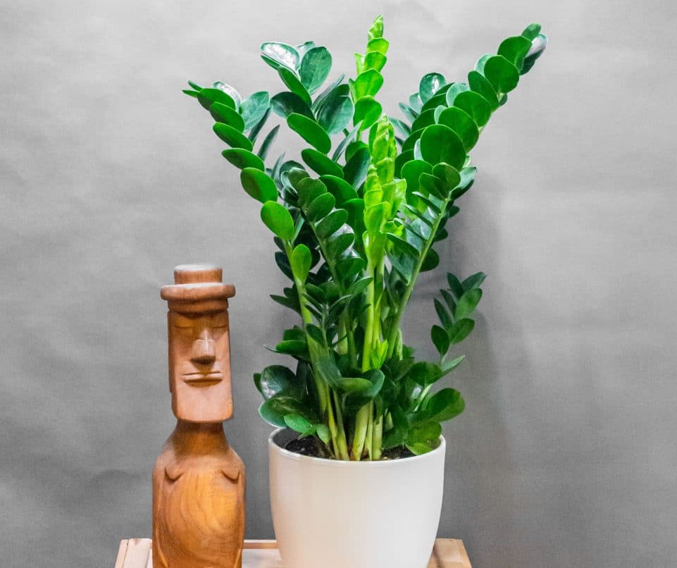 Zamioculcas Zamiifolia Midori 19cm