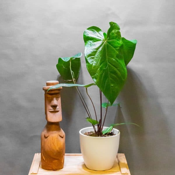 knstlicher bonsai Knstlicher Bonsai] Yoshitoki