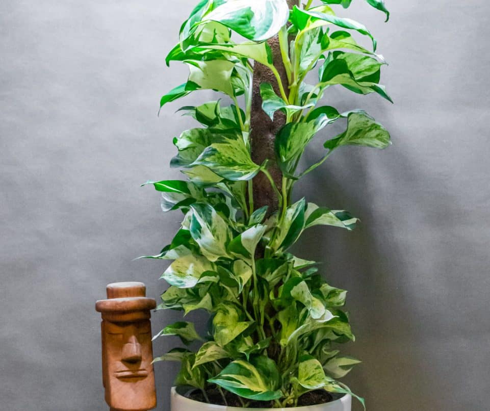 Epipremnum Manjula 17cm