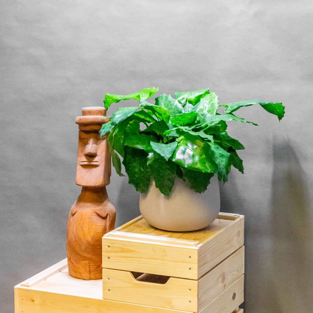 Calathea Network 15cm – Eden Jungle