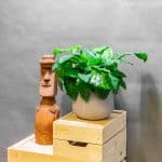 Calathea Network 15cm – Eden Jungle