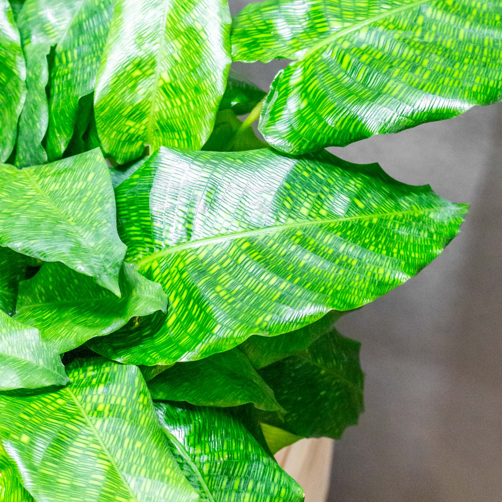 Calathea Network 15cm – Eden Jungle