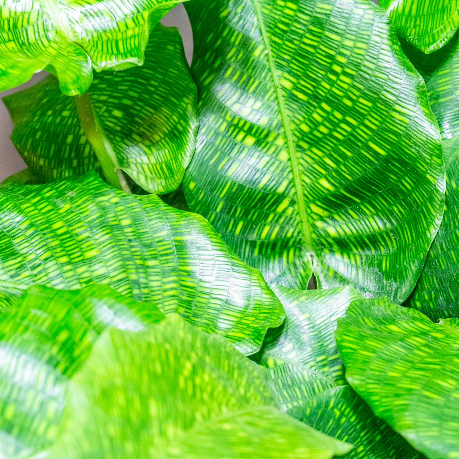 Calathea Network 15cm – Eden Jungle