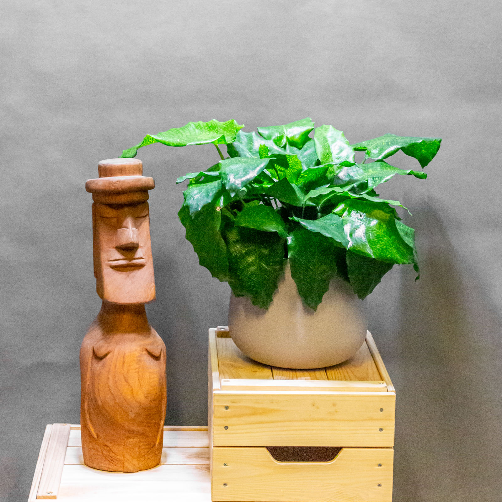 Calathea Network 15cm – Eden Jungle