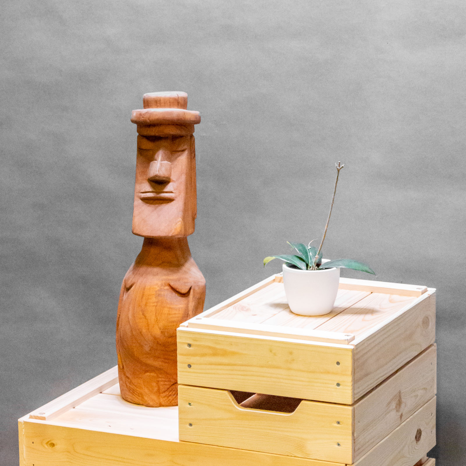 Hoya Globulifera 6cm