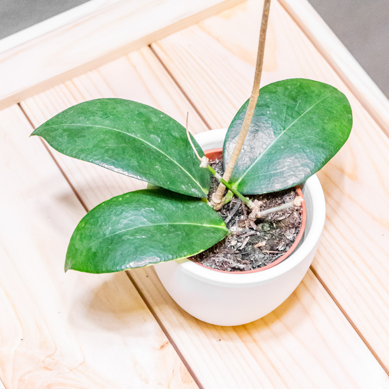 Hoya Globulifera 6cm