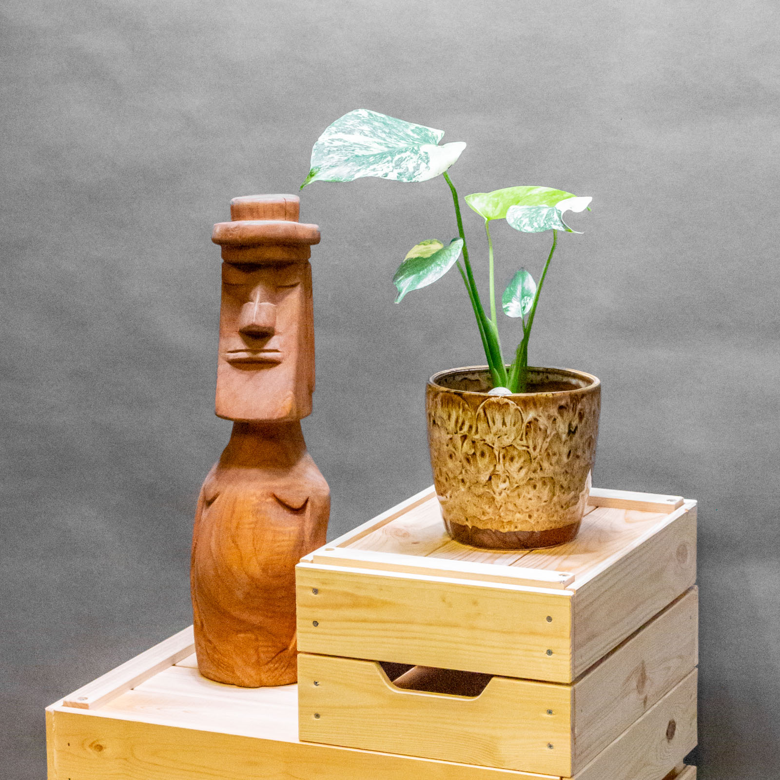 Monstera Mint 11cm Monstera Mint 11cm