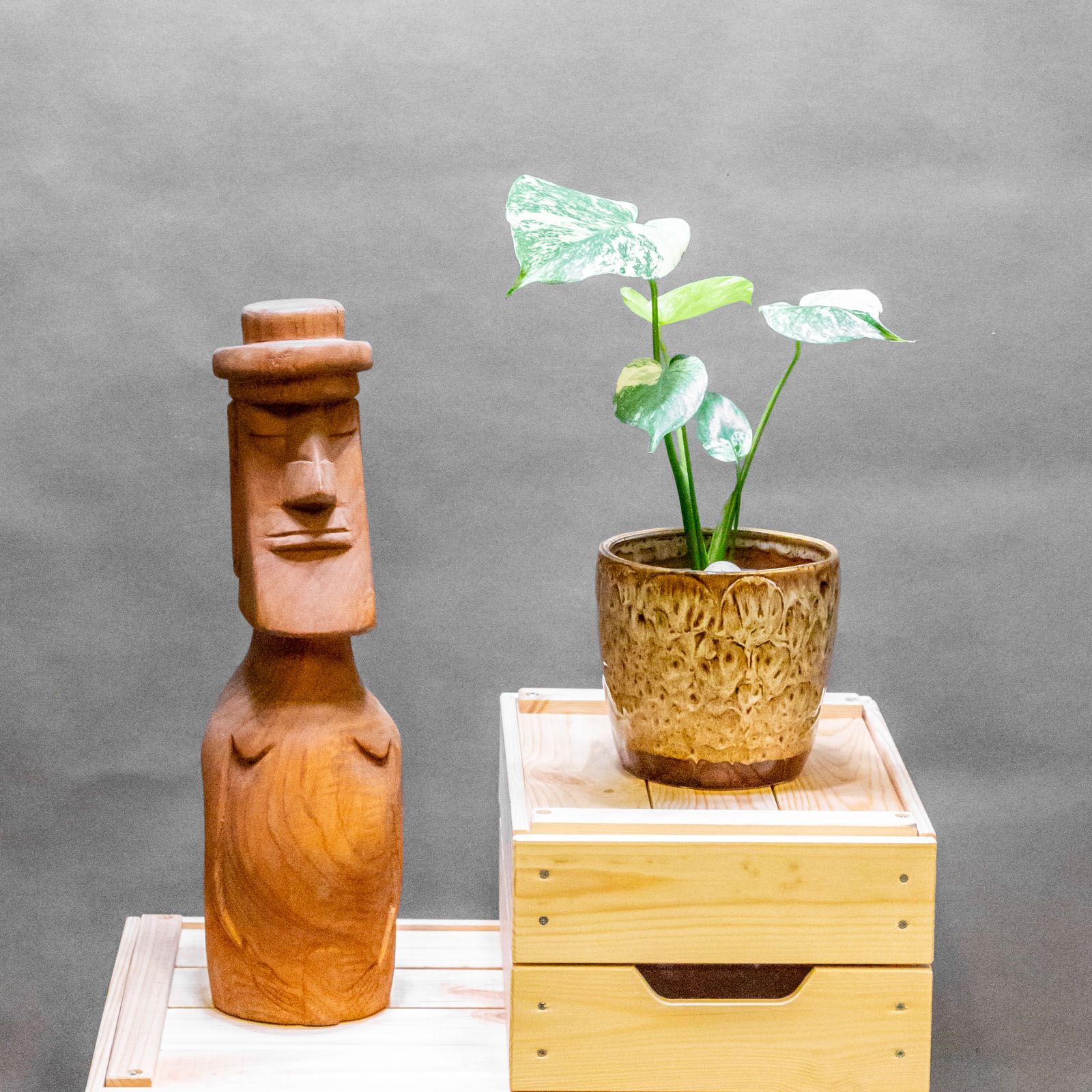 Monstera Mint 11cm Monstera Mint 11cm