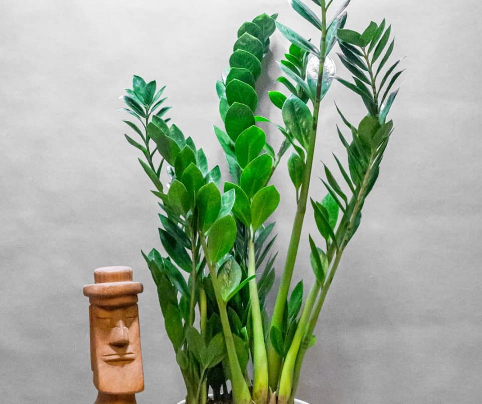 Agglegénypálma – Zamioculcas 19cm