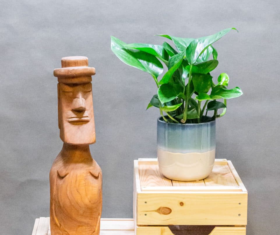 Epipremnum Jade 12cm