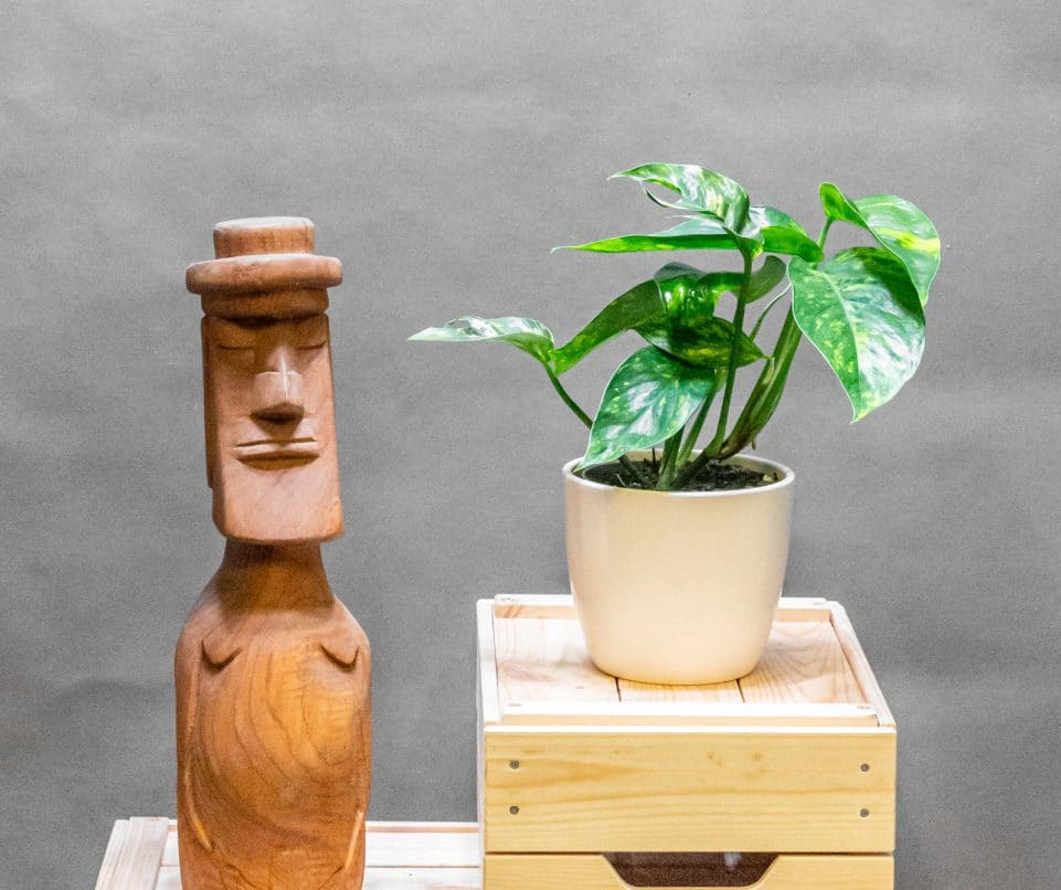 Epipremnum Pinnatum Cintho Goldfinger 12cm