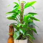 Monstera Acacoyageunsis 19cm