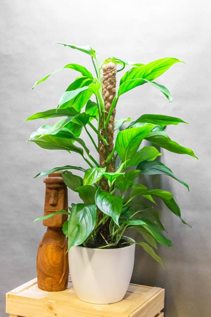 Monstera Acacoyageunsis 19cm
