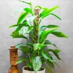 Monstera Acacoyageunsis 19cm