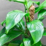 Monstera Acacoyageunsis 19cm