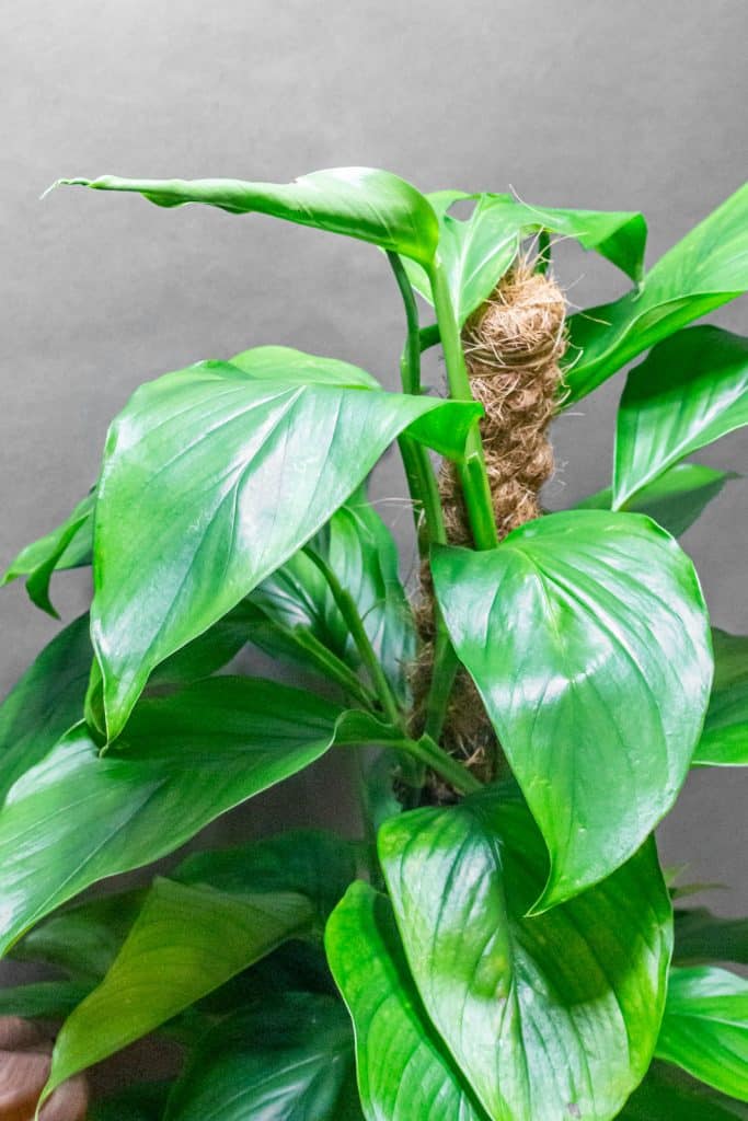 Monstera Acacoyageunsis 19cm