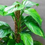 Monstera Acacoyageunsis 19cm