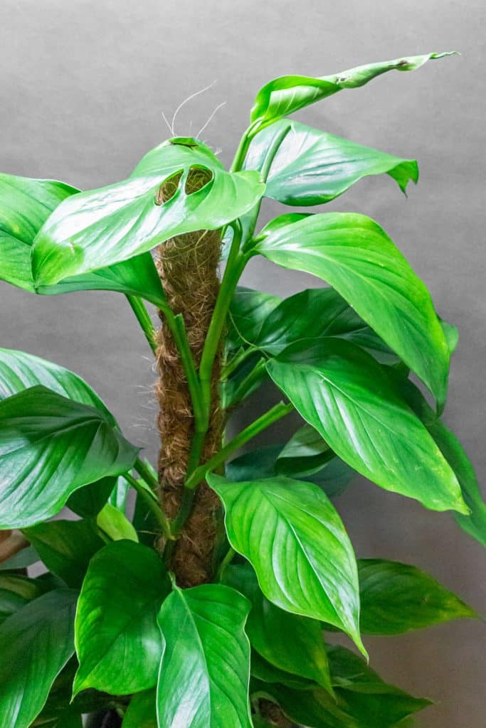 Monstera Acacoyageunsis 19cm