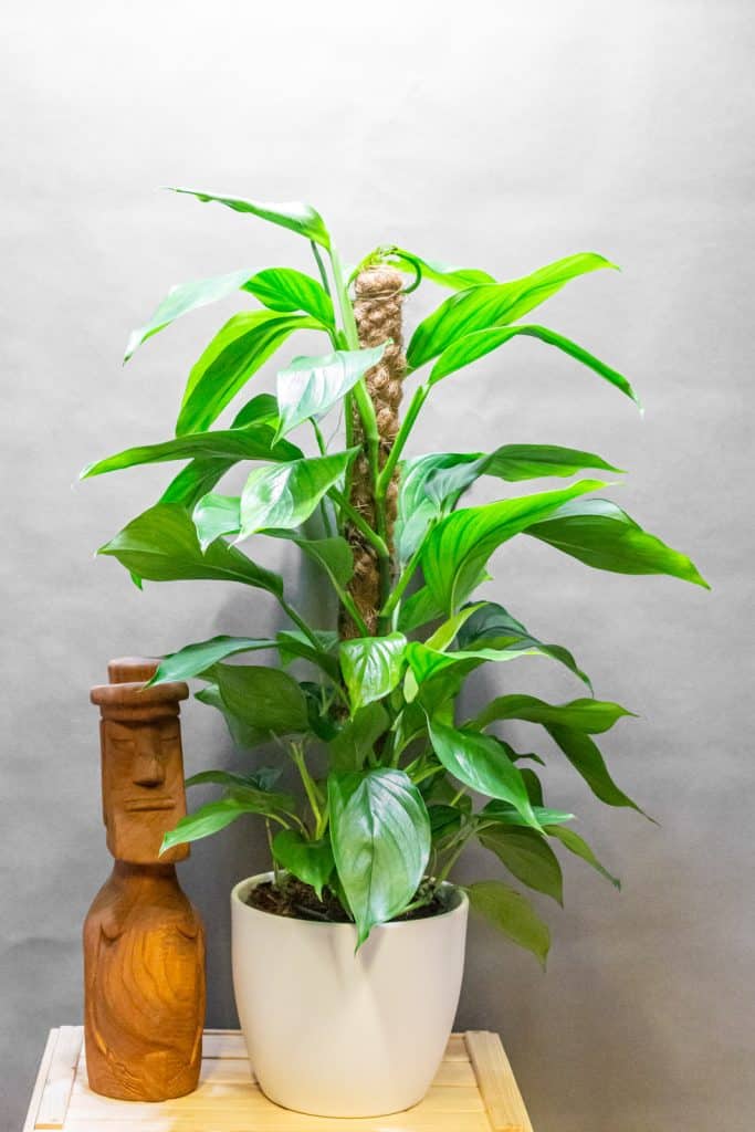 Monstera Acacoyageunsis 19cm