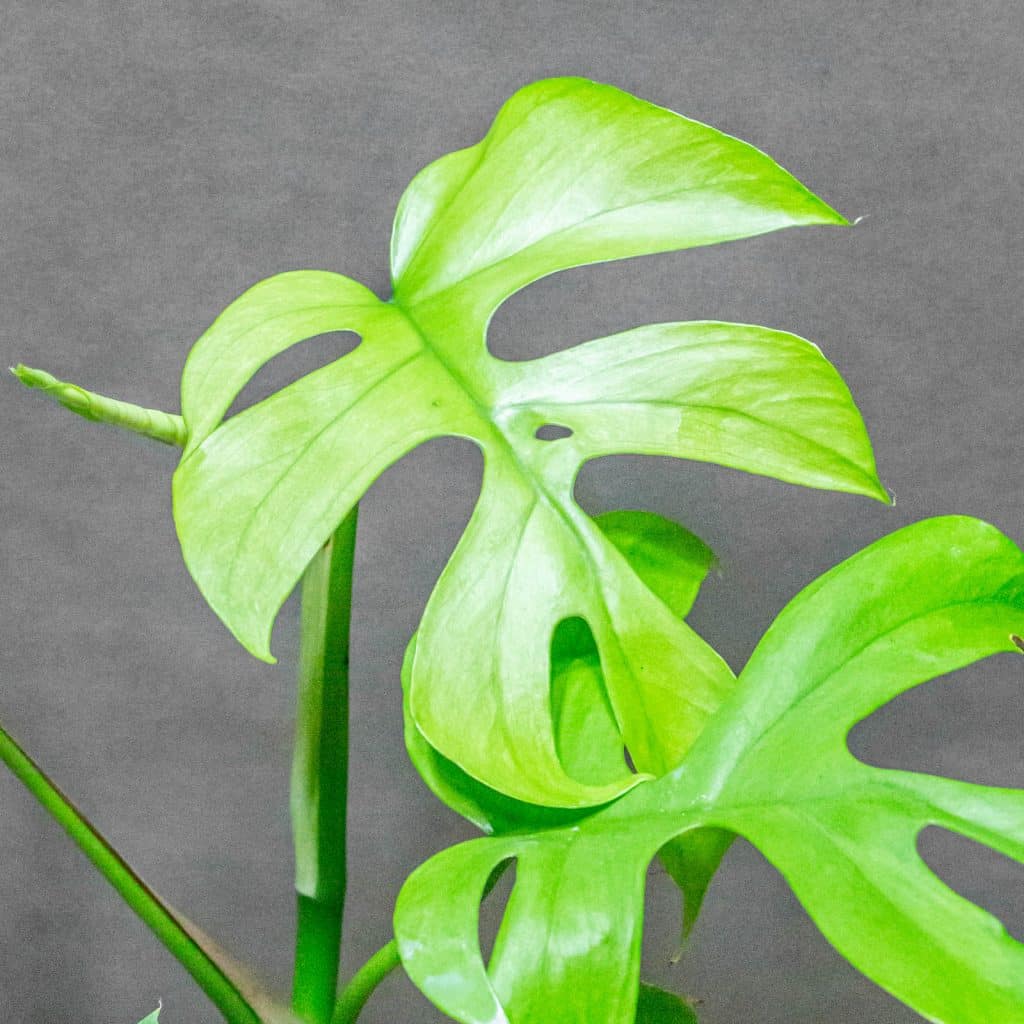 Rhaphidophora Tetrasperma Goldrush 12cm
