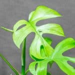 Rhaphidophora Tetrasperma Goldrush 12cm