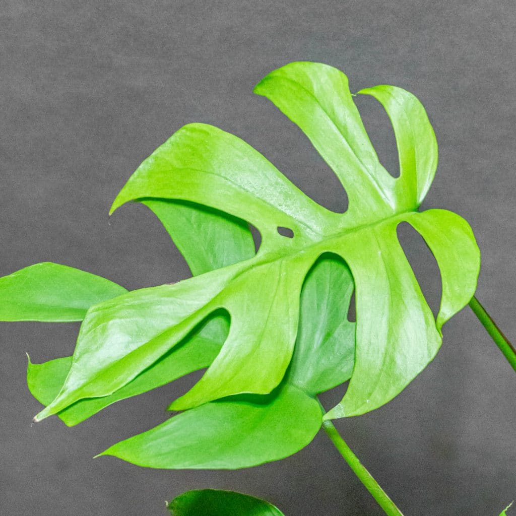 Rhaphidophora Tetrasperma Goldrush 12cm