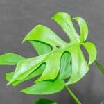 Rhaphidophora Tetrasperma Goldrush 12cm