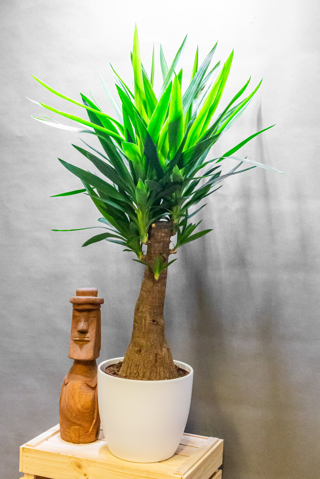 Yucca Elephantipes 23cm