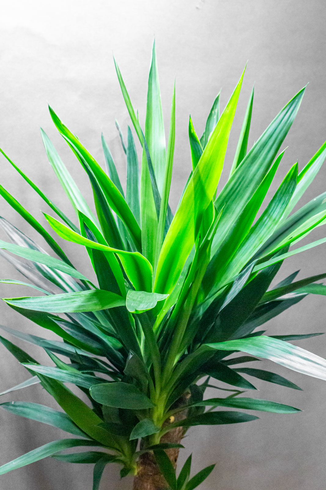 Yucca Elephantipes 23cm