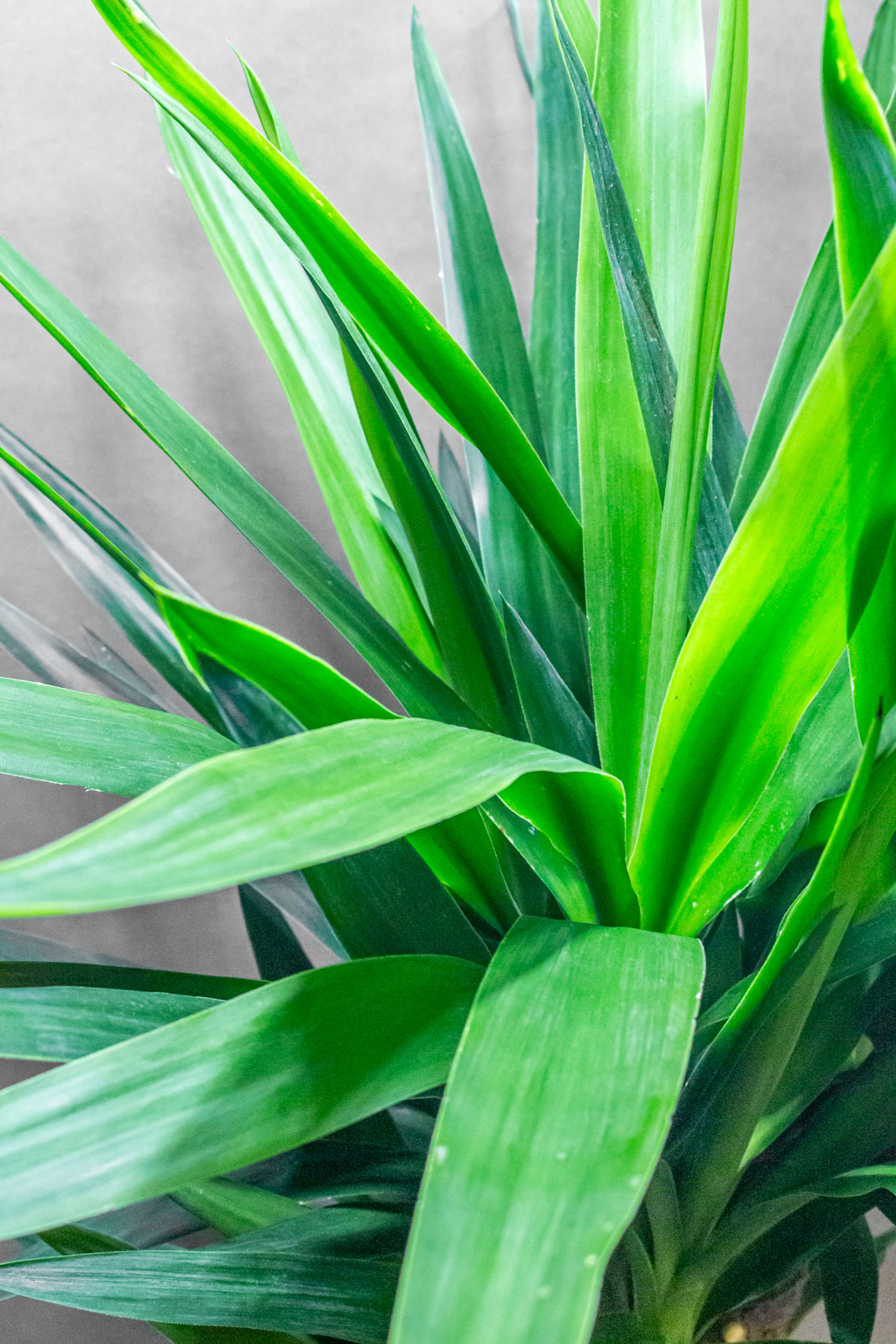Yucca Elephantipes 23cm