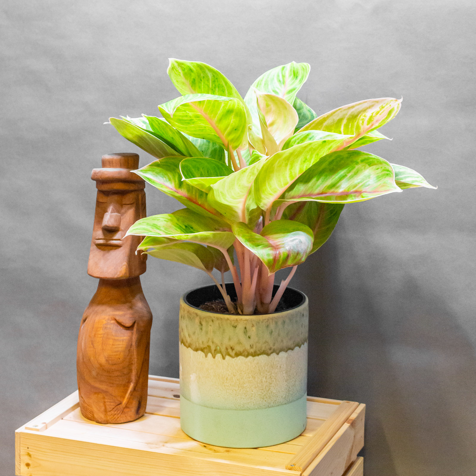 Aglaonema Rose Parakeet 19cm