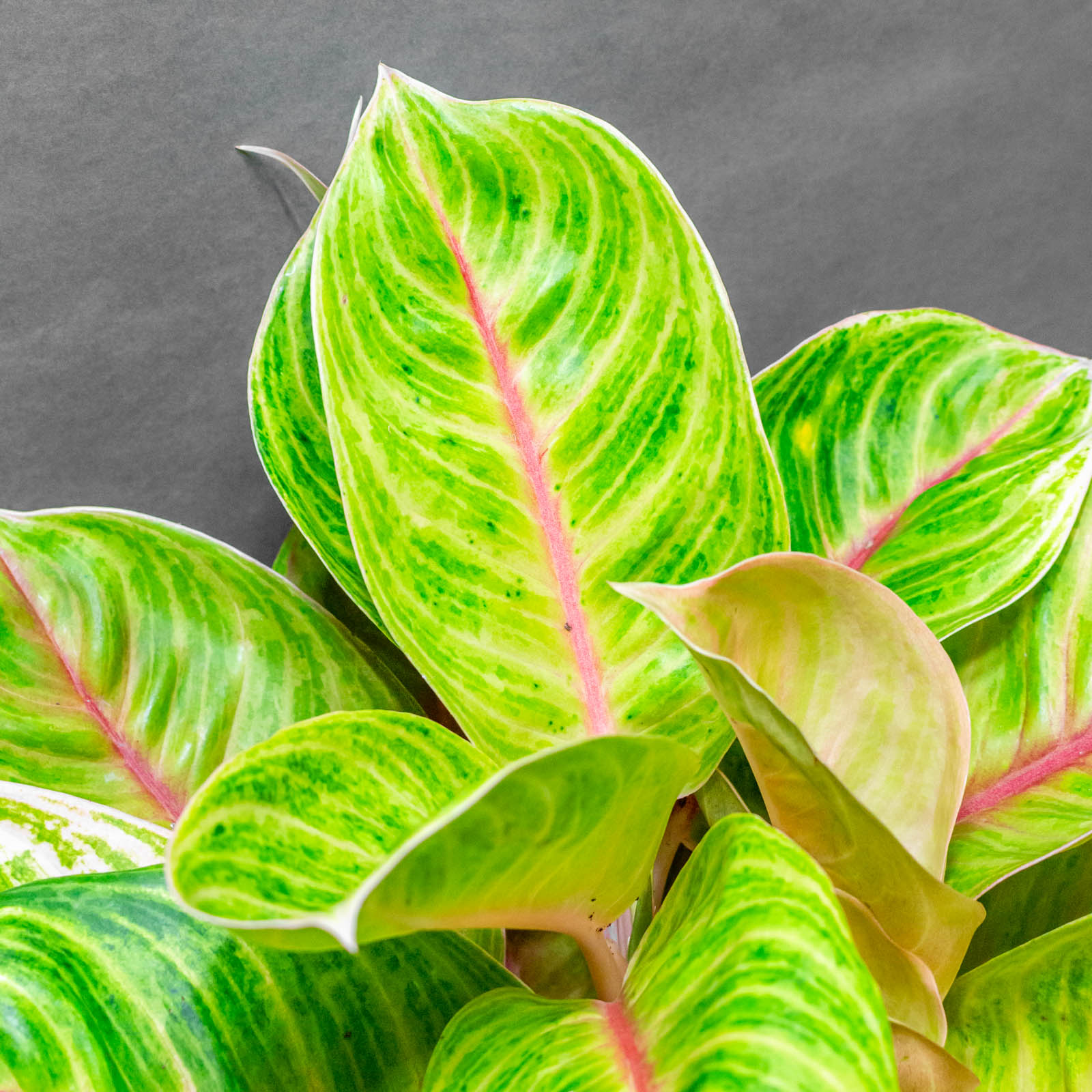 Aglaonema Rose Parakeet 19cm